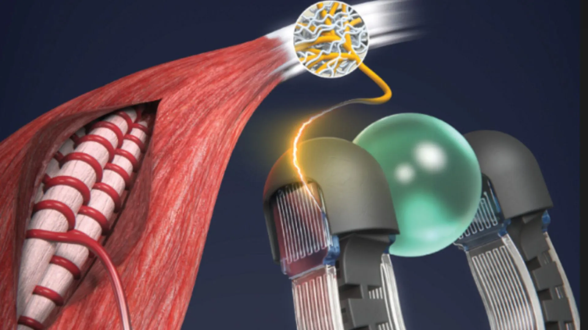 Seoul National University self-sensing artificial muscle